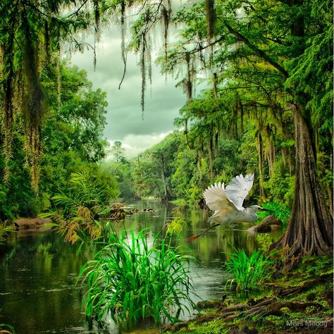 Withlacoochee River Dreaming by Miles Moody Florida Springs, Nice Dinner, Three Sisters, Fun Dinners, Sunshine State, Wildlife Art, Kayaking, Beautiful Places, Florida