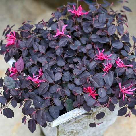 Loropetalum – The Guide to Growing Chinese Fringe Flower | Proven Winners Chinese Fringe Flower, Fringe Flower, Lily Turf, Smooth Hydrangea, Jazz Hands, Small Shrubs, Foundation Planting, Proven Winners, Pink Plant