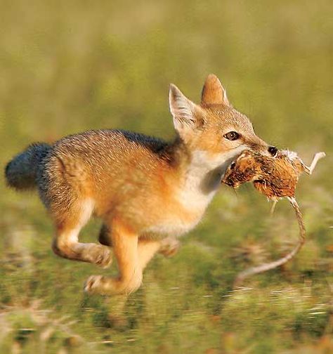 A young swift fox makes a dash for its den, a kangaroo rat clenched tightly in its teeth. Photograph by Robert M. Palmer Kangaroo Rat, Swift Fox, Fantastic Fox, National Wildlife Federation, Fennec Fox, Feral Cats, Wild Dogs, Woodland Creatures, Red Fox