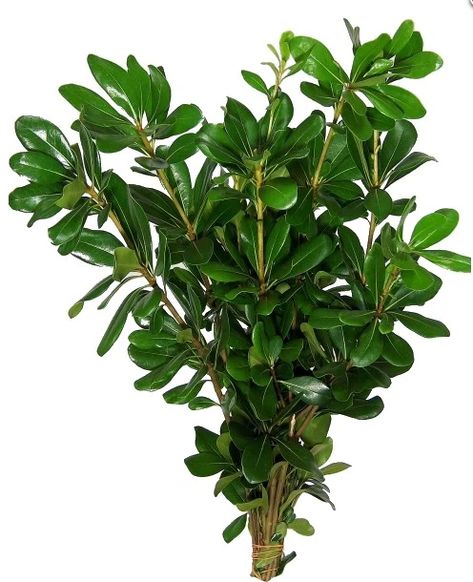 A fresh bulk green, Pittosporum serves as wonderful decorative filler. Its woody stem averages 8-12 inches in length and branches into several laterals, upon which are densely-compacted green leaves. Floral Design Classes, Leaf Structure, Flower Identification, List Of Flowers, Small Leaf, Bunch Of Flowers, Types Of Flowers, Flower Beauty, Cut Flowers