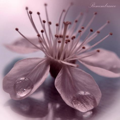 Macro Photography Flowers, Mallow Flower, Misty Rose, Dusty Purple, Live Colorfully, Mauve Color, Lilac Color, Everything Pink, Flowers Nature