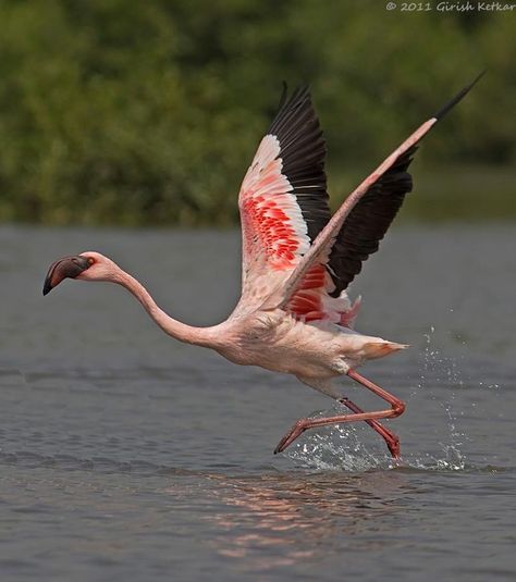 Flamingo Meaning, Flamingo Wings, Flamingo Pictures, Glass Bangles, Greatest Mysteries, Children's Rights, Poor Children, Pink Bird, Pink Feathers