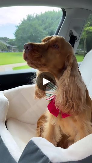 104K views · 3.3K reactions | Karaoke Time🧸🎤 🎶🎀 | Cocker spaniel puppies for adoption near me Puppies For Adoption, Cocker Spaniel Puppies, Cocker Spaniels, Spaniel Puppies, Puppy Adoption, Cocker Spaniel, Spaniel, Karaoke, Adoption