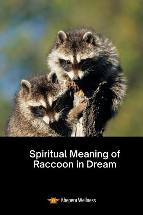 13 Spiritual Meaning of Raccoon in Dream - Khepera Wellness Nocturnal Animals, Spiritual Wellness, Spiritual Meaning, Reading Recommendations, Problem Solving, Mammals, Dreaming Of You, Meant To Be, Spirituality