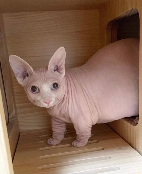 Cute Hairless Cat, Sphynx Cats, Munchkin Cat, Silly Cats Pictures, Hairless Cat, Pretty Animals, Sphynx Cat, Silly Animals, Cat Aesthetic