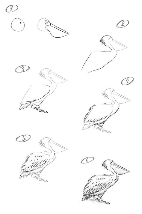 Pelican Drawing, Pelican Art, Drawing Lesson, Drawing Tutorial Easy, Bird Artwork, Learn Art, Pencil Art Drawings, Sketches Easy, Bird Drawings