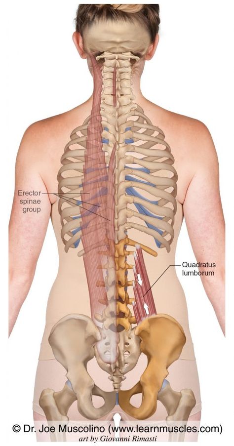 Quadratus Lumborum ("QL") - Learn Muscles Iliac Crest, Quadratus Lumborum, Human Muscle Anatomy, Piriformis Stretch, Basic Anatomy And Physiology, Sports Therapy, Skin Advice, Yoga Anatomy, Human Body Anatomy