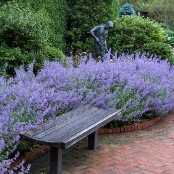 Easily plant and grow your catmint with these tips and tricks. Do It Yourself Decoration, Sweet Autumn Clematis, Autumn Clematis, Knockout Roses, Long Blooming Perennials, Sun Perennials, Garden Shrubs, Plant Guide, Sun Plants