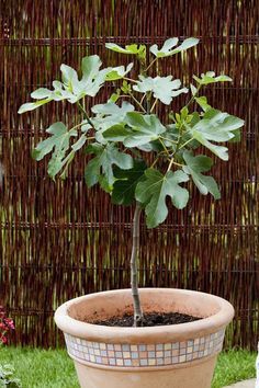 Trees For Front Porch, Potted Trees Patio, Growing Fig Trees, Potted Fruit Trees, Gemüseanbau In Kübeln, Mediterranean Garden Design, Guava Leaves, Patio Trees, Acerola Cherry