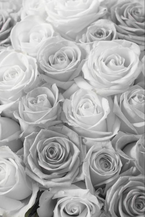 White Roses Background, Gray Roses, Wallpaper For Facebook, Grey Wallpaper Iphone, Macbook Air Wallpaper, Wedding Flowers Roses, Photo Rose, Black And White Picture Wall, Gray Aesthetic