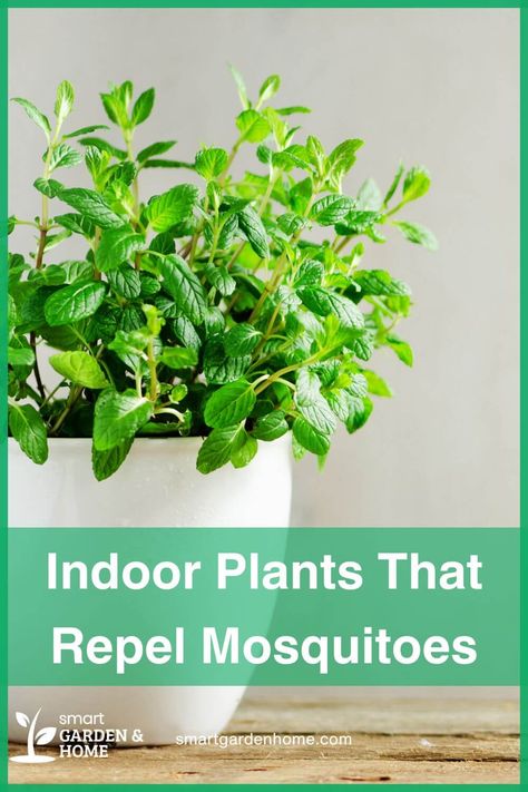 Brighten your home and keep mosquitoes away with these amazing indoor plants! Basil, garlic, and lavender are just a few that not only add beauty to your space but also help repel those pesky insects naturally. Enjoy a mosquito-free environment with these easy-to-grow, fragrant plants! Visit Smart Garden and Home for more tips. Indoor Mosquito Repellent, Plants That Repel Mosquitoes, Citronella Plant, Composting Methods, Mosquito Plants, Mosquito Repelling, Houseplant Care, Natural Mosquito Repellant, Mosquito Repelling Plants