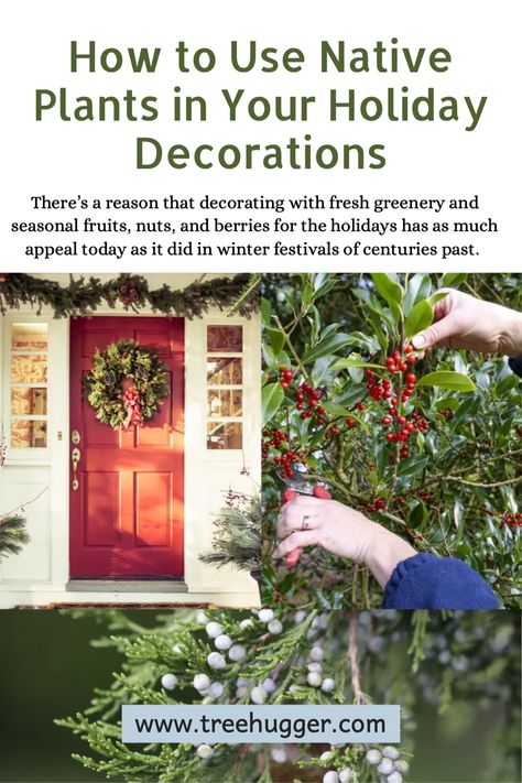 There’s a reason that decorating with fresh greenery and seasonal fruits, nuts, and berries for the holidays has as much appeal today as it did in winter festivals of centuries past. Nuts And Berries, Blue Atlas Cedar, Winterberry Holly, Twig Dogwood, Christmas Tree Lots, Seasonal Fruits, Holiday Greenery, Holiday Arrangement, Mountain Laurel