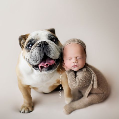 Newborn baby photo with English bulldog Dog Photo Ideas, Newborn And Dog, Studio Mini Sessions, Studio Baby Photography, Baby Whisperer, Newborn Puppies, Dog Photoshoot, Knit Romper, Newborn Baby Boy