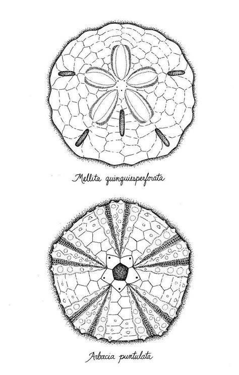 sand dollar scientific illustration - Google Search | Art patterns ... Organic Plan, Sand Dollar Tattoo, Dollar Tattoo, Sand Dollar Art, Sea Life Wall Art, Biology Art, Ocean Tattoos, Sea Life Art, Sea Urchins