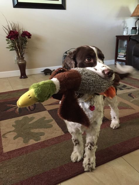 Brown Springer Spaniel, Irish Springer Spaniel, Springer Dog, Spaniel Breeds, Springer Spaniels, Spaniel Puppies, English Springer, English Springer Spaniel, Pretty Dogs