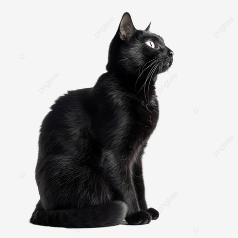 portrait sitting black cat Cat Looking Sideways, Cat Looking To The Side, Cat Side Profile, Cat Positions, Black Cat Clipart, Cat Clipart, Transparent Image, Cat Black, Png Transparent