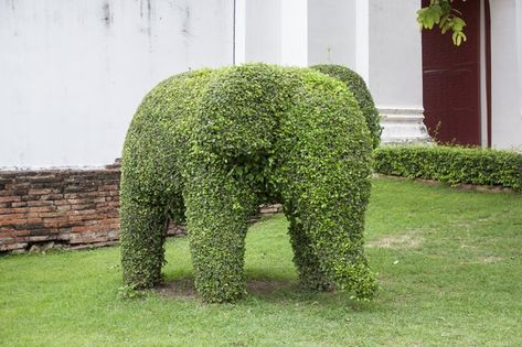 A simple topiary frame trains vines into various shapes. Frame-style topiary is used mainly for potted plants, whether grown indoors or outdoors. When planning your topiary, keep... Concrete Garden Ornaments, Outdoor Topiary, Topiary Diy, Topiary Garden, Boxwood Topiary, Topiary Trees, Concrete Garden, Garden Ornaments, Dream Garden