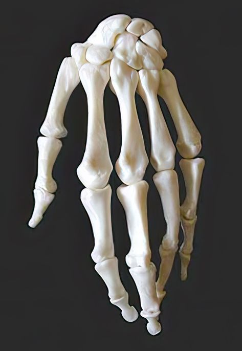 Skeleton Hand Poses Reference, Hand Bones Reference, Hand Anatomy Bones, Skeletal Hand Reference, Hand Bones Drawing, Human Hand Skeleton, Skeleton Hand Reference, Skeleton Hand Poses, Skeletal Reference