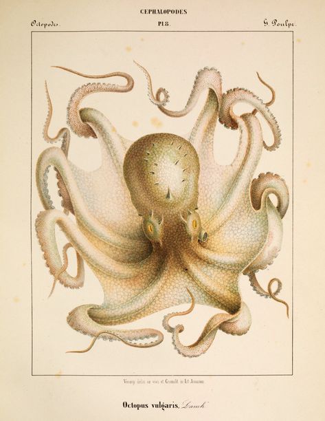 Jean Baptiste Vérany’s Chromolithographs of Cephalopods (1851) – The Public Domain Review Octopus Vulgaris, Octopus Illustration, Colossal Art, Modern Crafts, Jean Baptiste, Underwater World, Glass Artists, Science And Nature, Limited Edition Prints