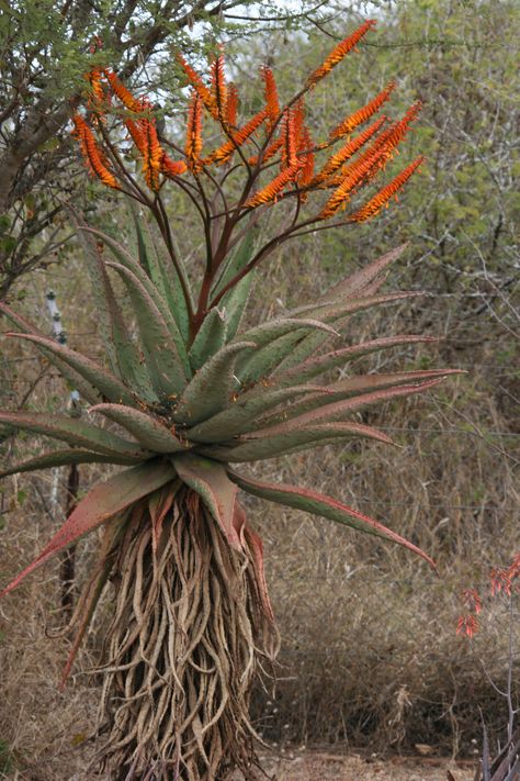 Alwyn- Krugerpark Wild Succulents, African Desert, Kruger National Park South Africa, Cactus Paintings, Desert Flowers, Aloe Plant, Farmhouse Garden, Ground Cover Plants, Kruger National Park