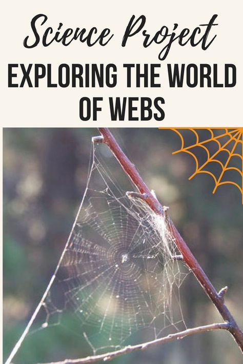 Explore spider science with a fun look at webs! #science #elementaryscience #halloween #halloweenscience #spiders #lifescience #thirdgrade #grade3 #elementary #spiderwebs #educationdotcom Spider Science, Teacher Corner, Elementary Science Classroom, Life Science Activities, Fall Science, Spider Theme, Science Stations, Nature Studies, Halloween Science