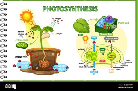 What Is Photosynthesis, Process Of Photosynthesis, Biology Plants, Unique Birthday Wishes, Hydrogen Atom, Biology Art, Teaching Biology, Plant Cell, Cell Wall