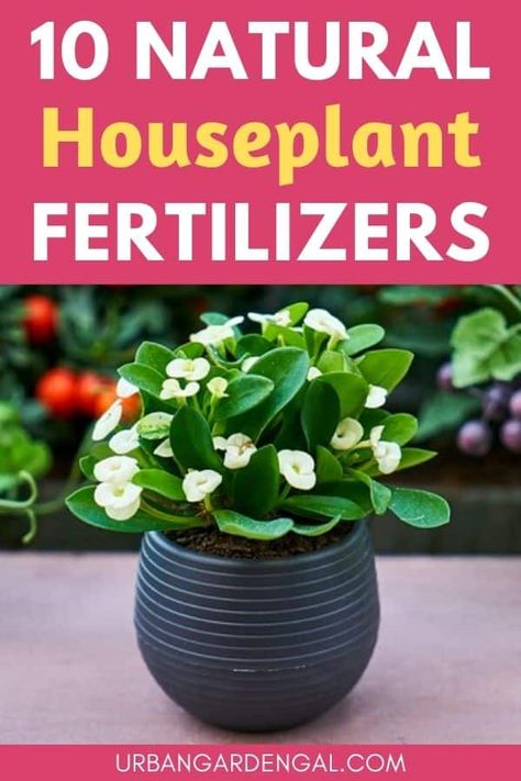 Home Made Fertilizer, Homemade Plant Fertilizer, Natural Plant Fertilizer, Diy Fertilizer, Natural Plant Food, Plant Fertilizer, Plant Care Houseplant, Natural Fertilizer, Container Gardening Flowers