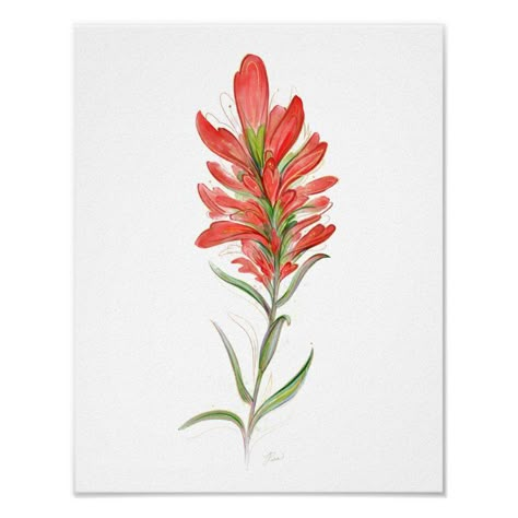 Indian Paintbrush Red Wildflower Art Poster | Zazzle.com Idaho Wildflowers, Paintbrush Tattoo, Indian Paintbrush Flowers, Skin Doodles, Red Wildflowers, Plant Drawings, Tattoo Uk, Columbine Flower, Wildflower Art