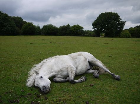 Horse Lying Down Reference, Horses Laying Down, Horse Lying Down, Horse Laying Down, Premade Background, Horse Poses, Creature Reference, Horror Gore, Animal Studies