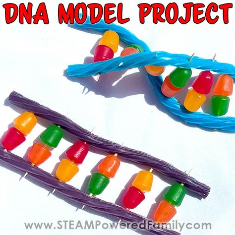 What Is Dna, Dna Model Project, Biology Project, Dna Project, Biology Projects, Mike And Ike, Dna Molecule, Dna Model, The Big Boss