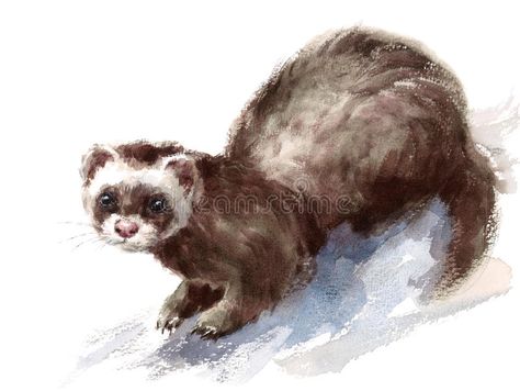 European Polecat, Dna Analysis, Animal Sketches, Sketch Painting, Pastel Painting, Watercolor Animals, Wildlife Art, Watercolor Artwork, Wild Animals