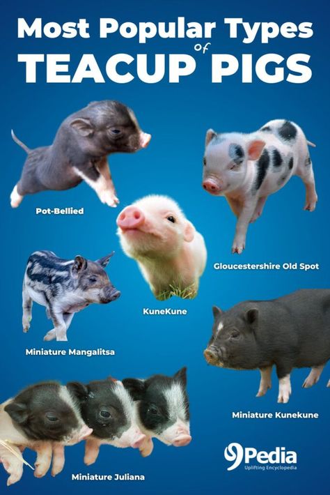 Teacup Pig: Price, Lifespan, and Care Basics #teacuppig #teacuppigs #miniaturepigs #miniaturepig #smallpigs #tinypigs Teacup Pigs Full Grown, Tea Cup Pigs, Mini Teacup Pigs, Mini Pig Pet, Teacup Piggies, Teacup Piglets, Teacup Pig, Crop Ideas, Pig Pet