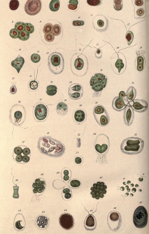 Plant cells. Botanical and physiological memoirs  London :Printed for the Ray Society,1853.  Biodiversitylibrary. Biodivlibrary. BHL. Biodiversity Heritage Library Plant Cell Tattoo, Plant Physiology, Plant Cells, Micro Organisms, George Barbier, Desert Dreamer, Curiosity Cabinet, Biology Art, Ethical Issues