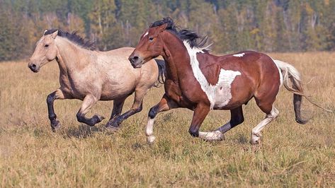 American Saddlebred Horses, Wild Horse Pictures, Wild Horses Mustangs, Wild Horses Running, Wild Horses Photography, Majestic Horses, Horse Oil Painting, Painted Ponies, American Saddlebred