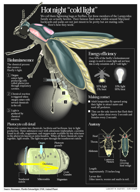 fireflies,scientific illustration - Google Search Firefly Scientific Illustration, Firefly Illustration, Lightening Bugs, Lighting Bugs, Lightning Bugs, Cool Bugs, Beautiful Bugs, Arthropods, Scientific Illustration