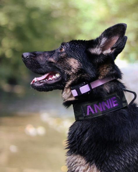 When I catch her at the right angle, she looks like an emoji sometimes.🥹 purple is SO her colour isn't it? 💜 link and code for tactipup in bio to save $$ #tactipup #purple #art #blue #love #flowers #photography #nature #black #beautiful #aesthetic #cute #beauty #violet #photooftheday #follow #like #germanshepherd #model #stunning #perfect #happydog #emoji #happy Rottweiler Pictures, Emoji Happy, Dog Tools, Puppy Checklist, Purple Dog, Pet Things, Gear Art, Working Dog, Dog Photoshoot