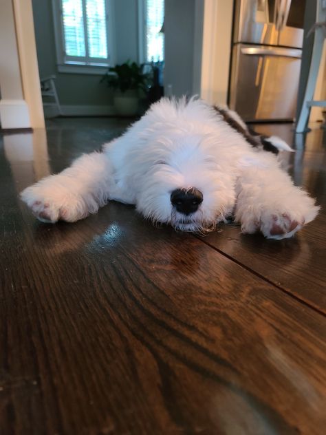 I am, I am, I am superman, and I know what's happening! F1B Reverse Sheepadoodle. 3 months old. #sheepadoodles #sheepadoodle #sheepadoodlepuppy #F1Breversesheepadoodle #ATL #naplesfl #newportri Mini Sheepadoodle, English Sheepdog Puppy, Sheepadoodle Puppy, Great Pyrenees Dog, English Sheepdog, Old English Sheepdog, Fluffy Dogs, Baby Puppies, Cute Dogs And Puppies