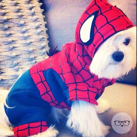 Spider-Man! Spider Man Dog Costume, Dog Spiderman, Spiderman Halloween Costume, Spiderman Halloween, Spiderman Stuff, Halloween Fits, World Cutest Dog, Spiderman Mask, Coton De Tulear