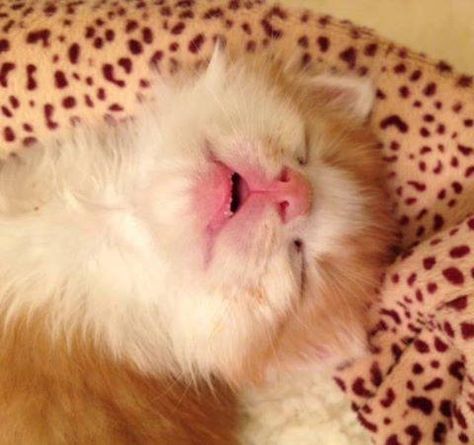 Shhhh.  Baby is sleeping... Smiling With Teeth, Sleepy Kitten, Cat Nose, Sleeping Kitten, Cute Little Kittens, Orange Cats, Sleepy Cat, Little Kittens, Crazy Cat Lady