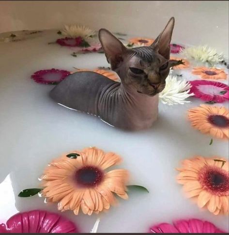 Fat Hairless Cat, Cute Hairless Cat, Devil's Due, Sphinx Cat, Cute Small Animals, Silly Cats Pictures, Hairless Cat, Pretty Animals, Sphynx Cat