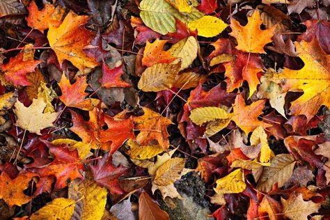 The Importance of Leaf Litter — Reflection Riding Arboretum & Nature Center Fall Leaves Background, Leaves Background, Floor Art, The Photograph, Fall Projects, Forest Floor, Nature Center, Leaf Nature, Nature Crafts