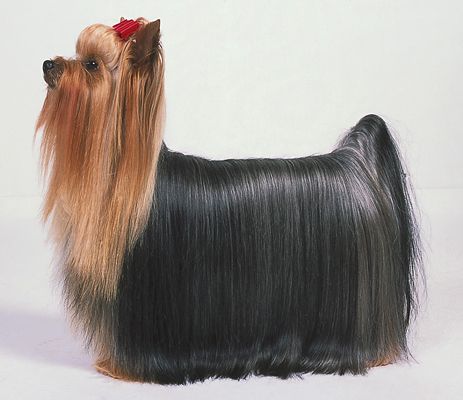 Yorkie Long Hair, Yorkie Haircuts, Akc Breeds, Yorkie Moms, Toy Dogs, Yorkie Terrier, Grooming Style, Yorkie Lovers, Silky Terrier