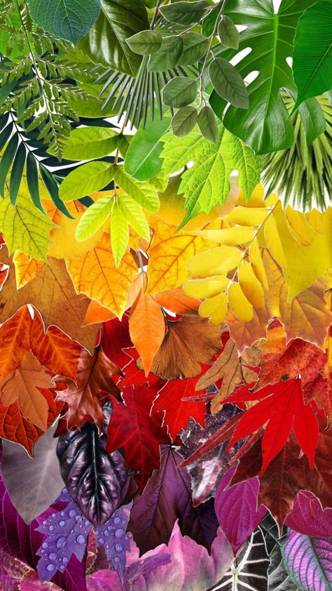 #mindywara #leaves #fall #vibes #rainbow #leaf #foliage #autumn #autumnaesthetic #autumnvibes #fallaesthetic #fallvibes Rainbow Fall Aesthetic, Rainbow Falls, Nature Posters, Leaves Fall, Autumn 2023, Warm Autumn, Autumn Aesthetic, Fall Vibes, Autumn Leaves