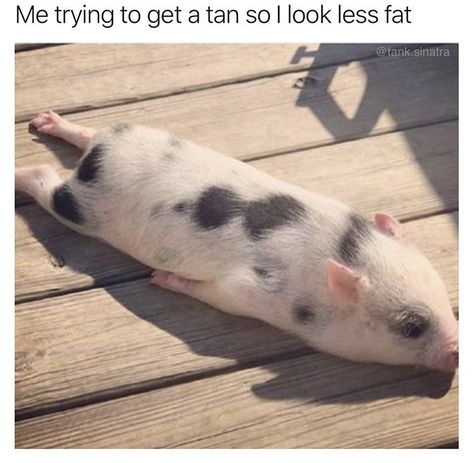 43 Funny Memes From All Over The Place - Funny Gallery Pig Gif, Miniature Pigs, Cute Piggy, Micro Pigs, Teacup Pigs, Pig Pictures, Cute Piglets, Dog Hotel