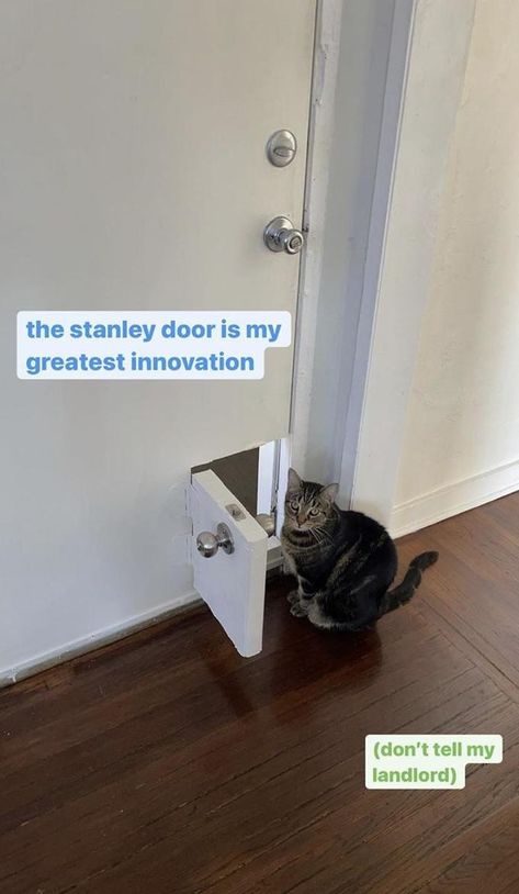 RIP Your Security Deposit | Cursed Image | Know Your Meme Diy Interior Cat Door, Diy Fails, Pet Door, Memes Of The Day, Cat Door, Toilet Seat Cover, Funny Animal Memes, Cat Diy, Funny Animal