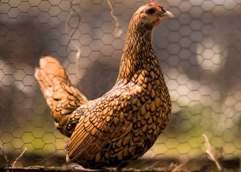 Golden Lace Wyandotte, Gold Laced Wyandotte, Laced Wyandotte, Wyandotte Chicken, Chicken Farming, Backyard Chicken Farming, Golden Lace, Green Acres, Green Pasture