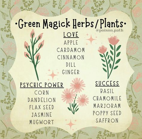 Success Herbs Witchcraft, Cardamom Witchcraft, Spices Artwork, Plant Magick, Herb Magick, Witch's Garden, Herbal Witch, Herbal Tea Garden, Herbs Plants