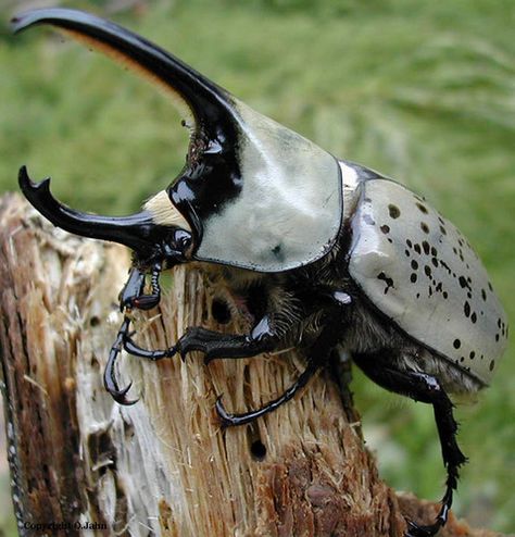 Rhinoceros Beetle Insect Mandibles, Beetle Horns, Horn Beetle, Horned Beetle, Rhinoceros Beetle, Weird Insects, Macro Photography Insects, Rhino Beetle, Hercules Beetle