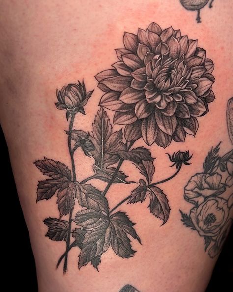 Dahlia Flower Sketch, Black And White Dahlia Tattoo, Black Dahlia Tattoo Design, Dahlia Tattoo Color, Trad Flower Tattoo, Black Dahlia Tattoo, Dahlia Flower Tattoo, Dahlia Flower Tattoos, Dahlia Tattoo