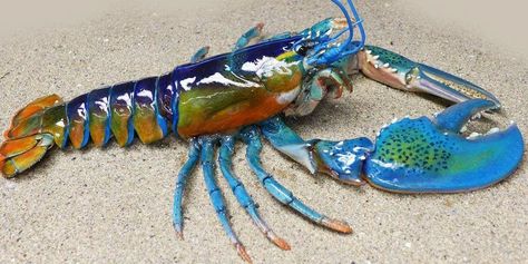 An extremely rare blue/rainbow lobster found off the coast of Maine Freshwater Lobster, Tattoo Sea, Sea Aesthetic, Underwater Creatures, Rare Animals, Arthropods, Crustaceans, Blue Rainbow, Sea Food